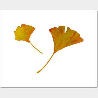 ginkgo biloba leaves in autumn Posters and Art